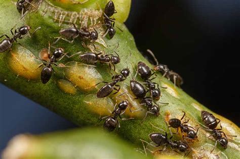 How To Identify And Control Scale Insects Gardeners Path