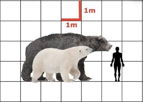 Arctotherium Angustidens And Polar Bear Size Comparison With Average