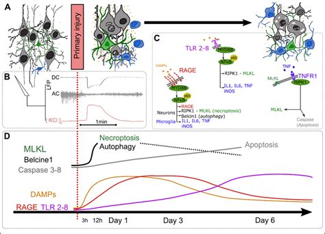 Damage Associated Molecular Patterns DAMPs And Pattern Recognition