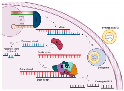 Gene silencing mechanism through siRNA in eukaryotic cells by different ... 