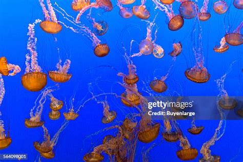 Monterey Bay Aquarium Jellyfish Photos And Premium High Res Pictures