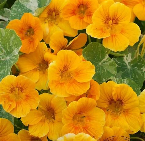 Are All Nasturtium Flowers Edible Best Flower Site