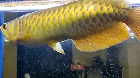 Arowana Tanning Process Day 1 Youtube