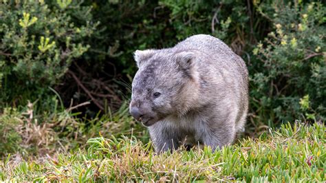 Inside The Secret Lives Of Wombats Popular Science