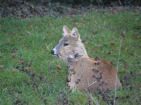 Chinese Water Deer | Tales from the Wood - The Diary of a Badger ...