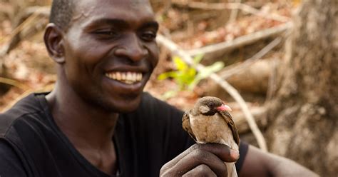 Meet the Greater Honeyguide, the Bird That Understands Humans | Audubon