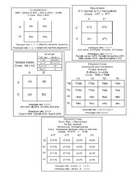 Bio Sex Linked Crosses Worksheet By Transformation Education TPT