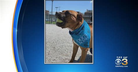 Pennsylvania Spca Waving Adoption Fees This Weekend Cbs Philadelphia