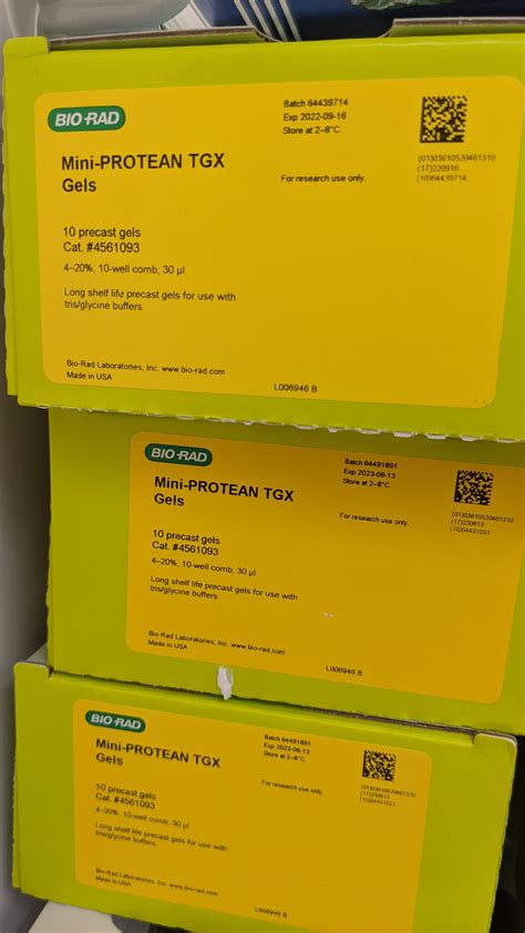 Western Blot Immunoblot 3
