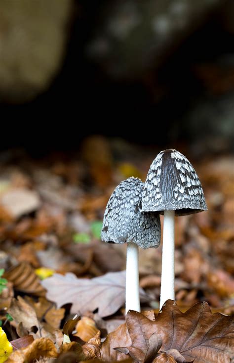 Coprinus Picaceus Magpie Fungus Claude Alain Berdoz Flickr