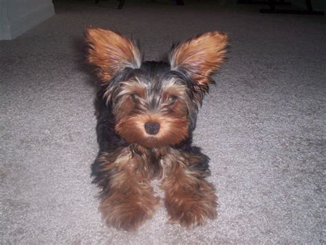 Yorkie