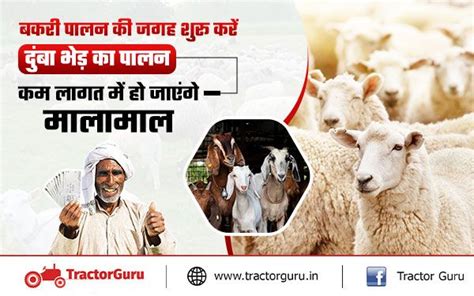 Sheep Farming: दुंबा नस्ल की भेड़ कराएगी लाखों रुपए की कमाई, जानें कैसे ...