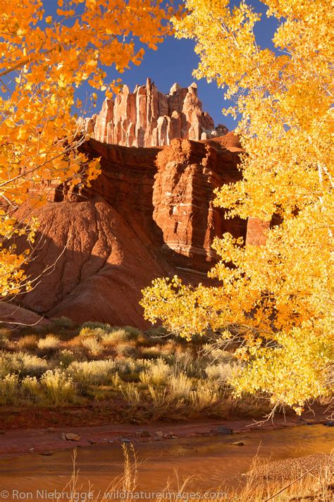 The Castle Rises Above Sulphur Creek Capitol Reef National Park Utah