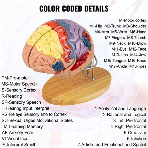 Human Brain Parts Labeled