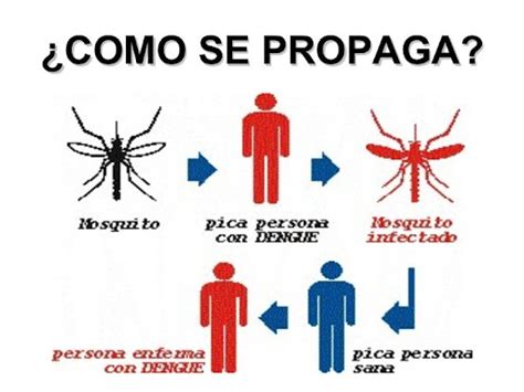 Dengue Como Se Transmite