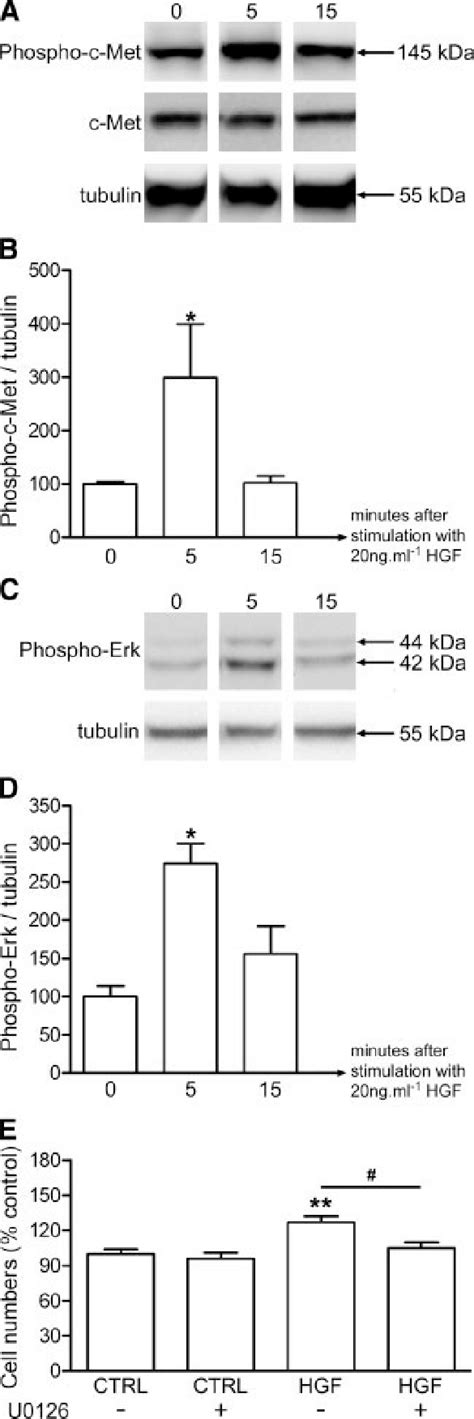 Signaling Pathways Activated By Hgf In Subventricular Zone Svz Cells