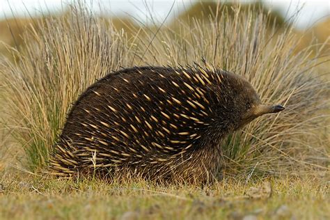 16 Animals That Live in Australia - WorldAtlas