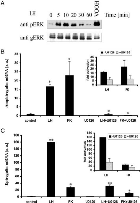 Erk1 2 Involvement In Amphiregulin And Epiregulin Expression A