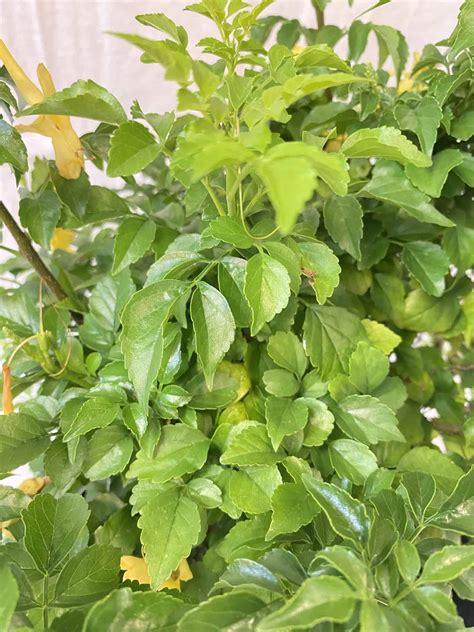 Cape Jasmine Honeysuckle - Mylibertylandscapesupply