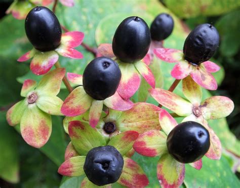 Dscf2272 Hypericum Berries Sue Boex Flickr