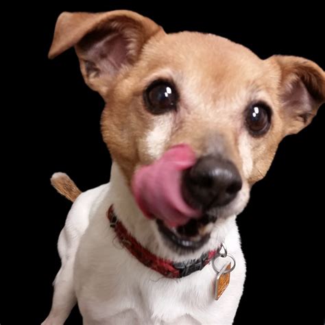 Canine Scent Detection - Poulin's Pest Control