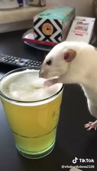 Мышь пьет пиво - YouTube