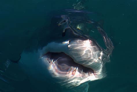 Divers Swim With Record Foot Long Great White Shark Called Deep Blue