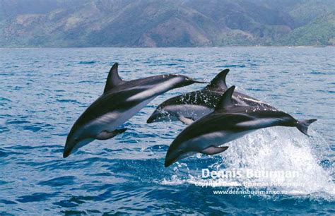 Dolphin Wallpaper Hd 1080p Wallpapersafari