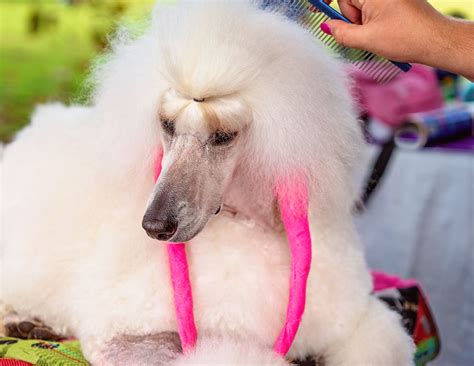 The Vilified Elite...Poodle - Common Reader