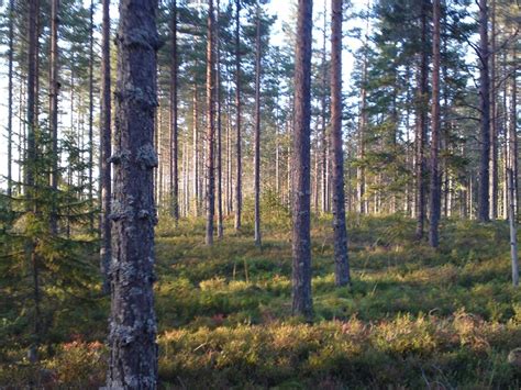 Skog Och Hälsa Externwebben