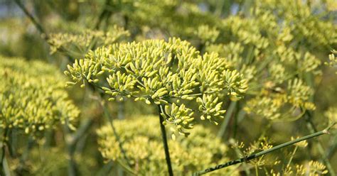 How to Plant and Grow Anise | Gardener’s Path