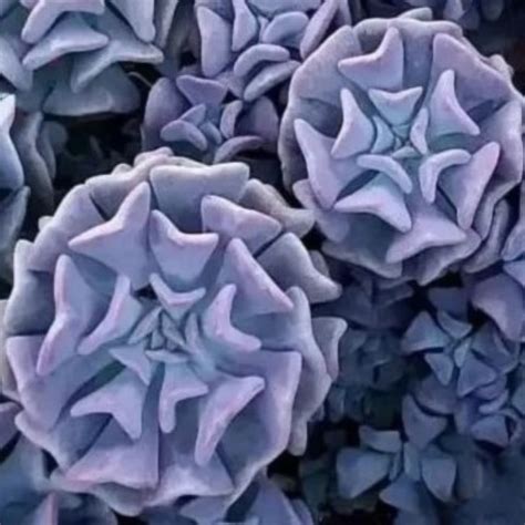Echeveria ‘Cubic Frost’ - Diversifolius Nursery Online Shop