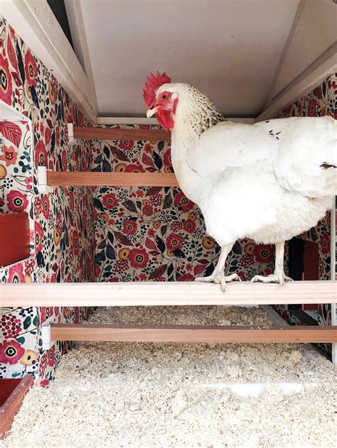 Chicken Coop Wallpapers - Wallpaper Cave