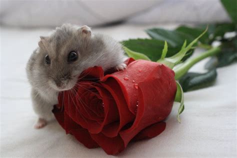 Хомяк в цветах фото — Картинки и Рисунки