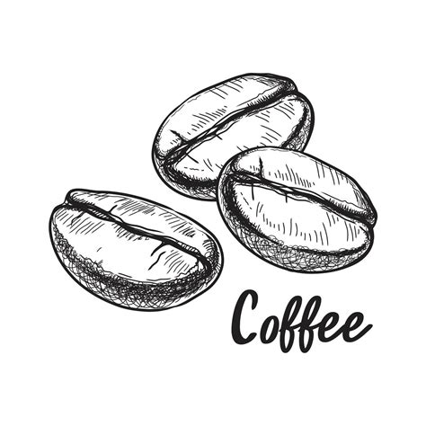 Desenhos De Grãos De Café - grãos de café pintados, esboço, desenho vetorial, ingrediente perfeito ...