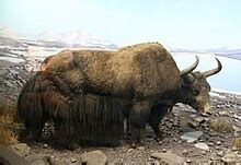 wild yak wikipedia