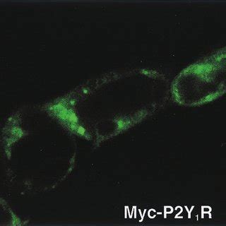 Confocal Imaging Of Hek T Cells Expressing Ha A R Myc P Y R