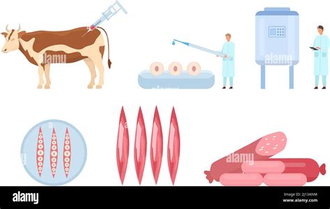 Flat artificial cultured beef meat production process. Cow biopsy ...