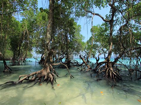 mangrove forests  india   nature lover  visit ajpii