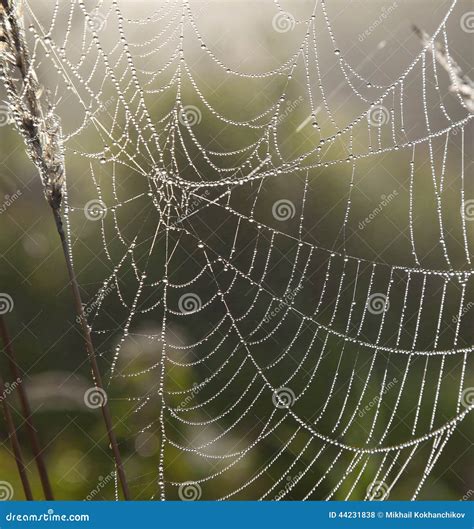 Spider web with dew drops stock photo. Image of pearls - 44231838