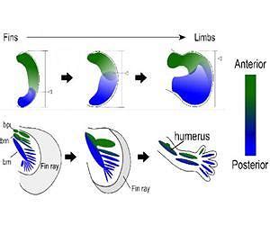 Key Genetic Event Underlying Fin To Limb Evolution