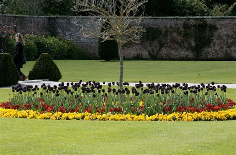 There Are Many Unusual Varieties Of Tulips During The Annual Tulip Festival At Powerscourt