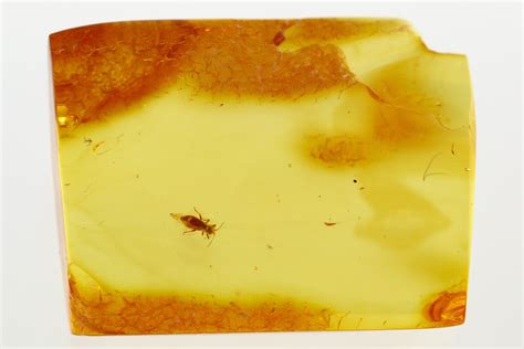 Detailed Fossil Aphid (Megapodaphis?) Nymph in Baltic Amber (#273270