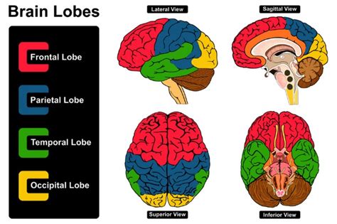 Get To Know The Lobes Of The Brain - An Easy Guide - Mindvalley Blog 