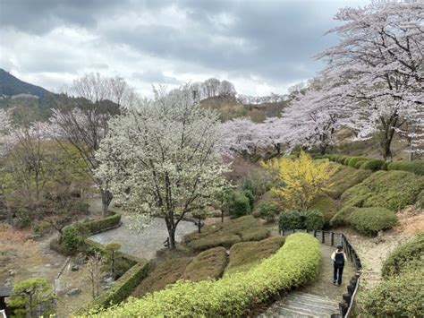 お花見ハイキング2021 桜山公園（群馬県藤岡市鬼石） ページ 2 Eggs Blog