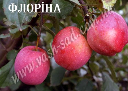 Плодовый питомник, плодовые деревья, яблоня, сорт яблони Флорина ...