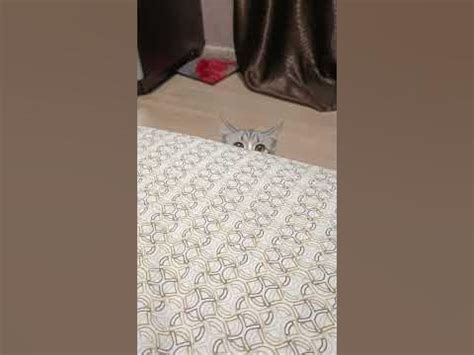 Бася кот, кот охотник, кот прячется, кот нападает. #смешнойкот #кошки # ...
