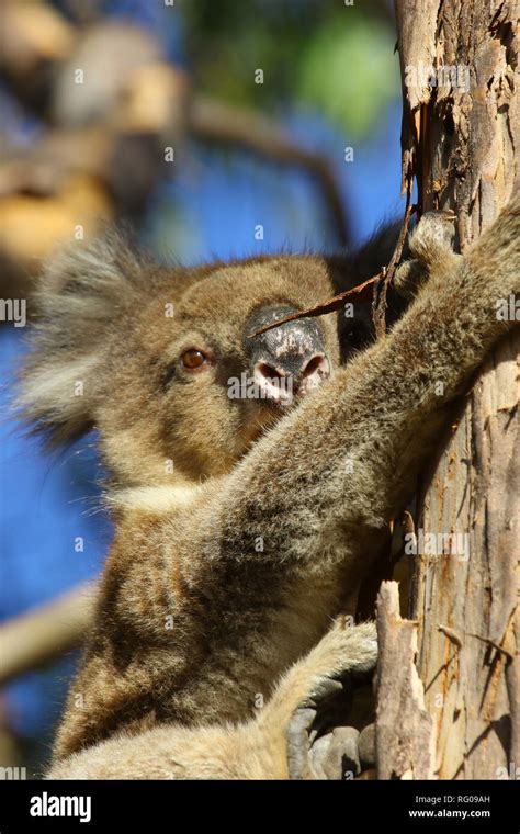 Koala Bear Australia Stock Photo - Alamy