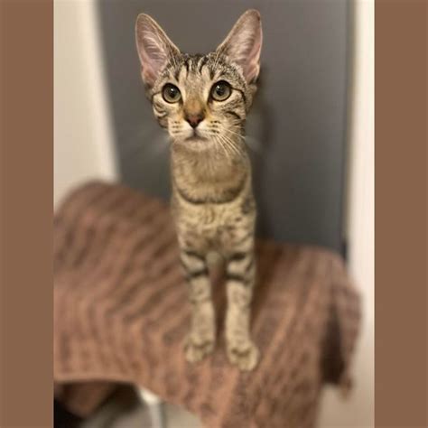 Lilly Female Domestic Short Hair Cat In Qld Petrescue