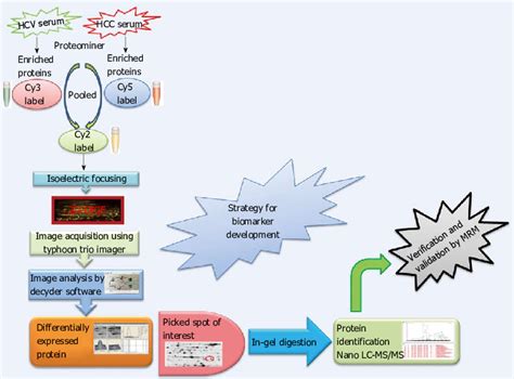 Proteomics Strategy For Biomarker Discovery Hcc Hepatocellular